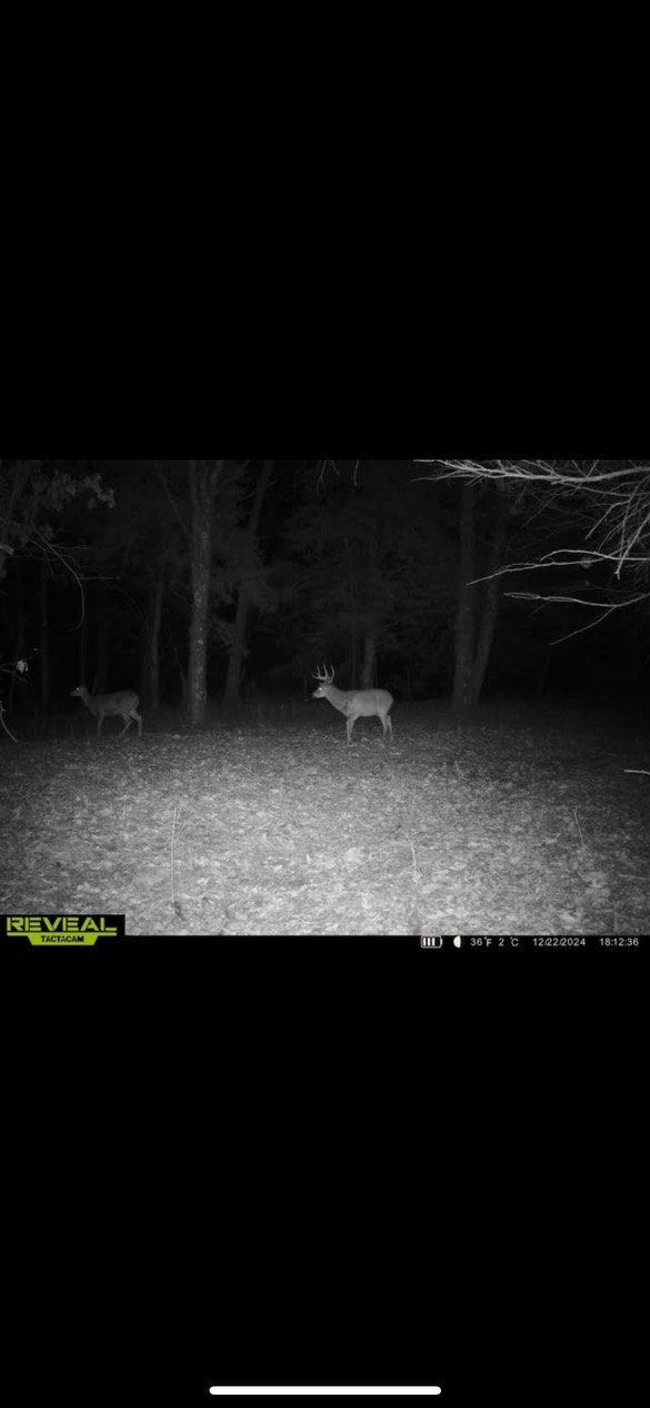 deer 3